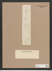 Navicula sp. (de-Toni-Nr.: Genus 1) Zeichnungen Sammlung Grunow Nr. 1400 (NHMW-BOT-W0368368)
